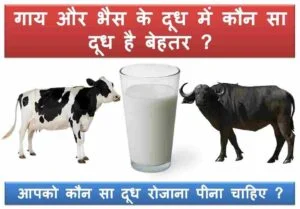 cow-buffalo-milk-better-hindi cow-buffalo-milk-better-hindi