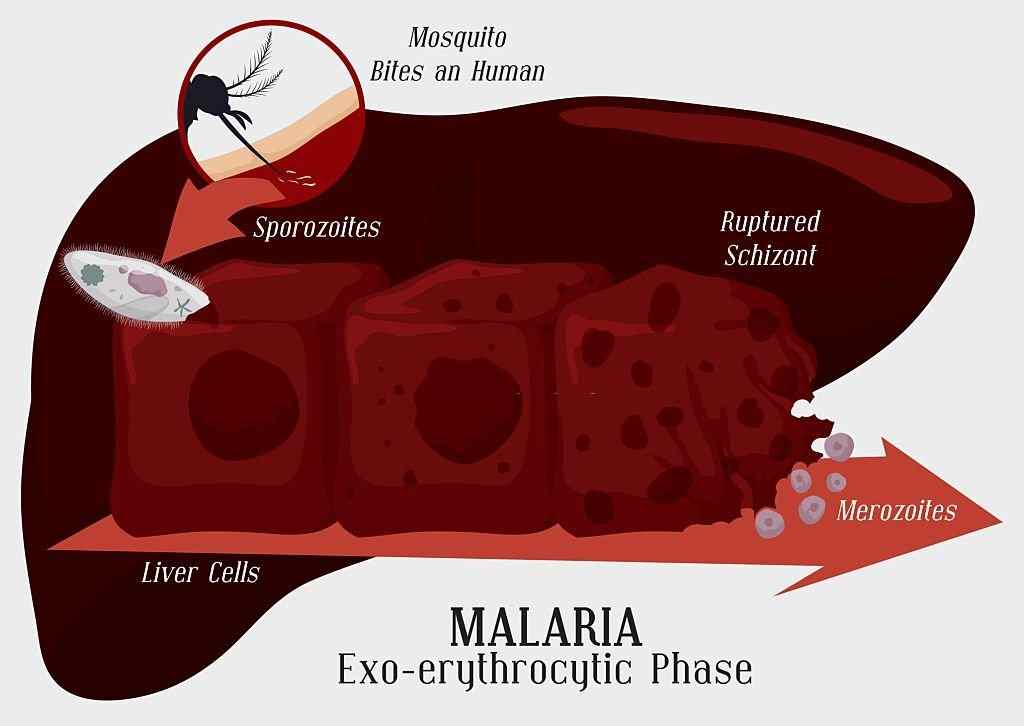 malaria parasite life cycle