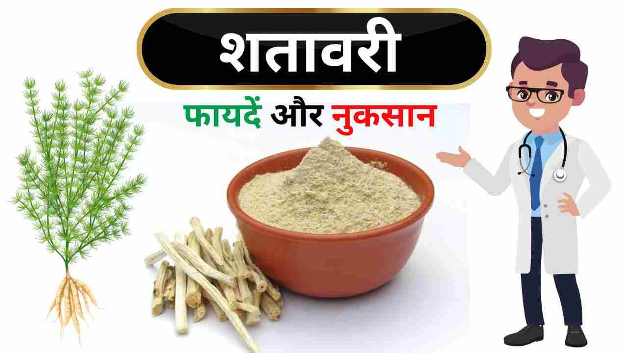 शतावरी के 21 फायदे, नुकसान और घरेलू नुस्खे Shatavari ke fayde aur upyog »