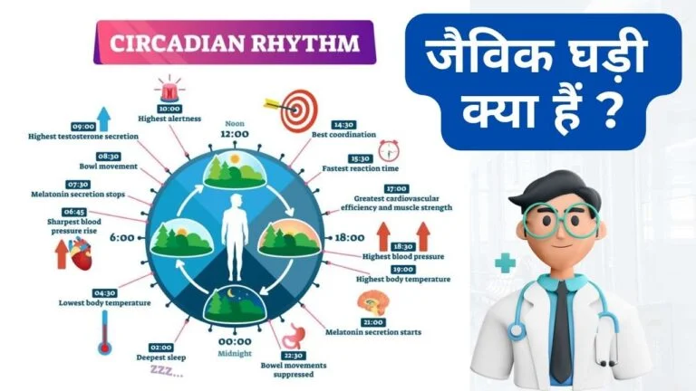 biological clock in hindi